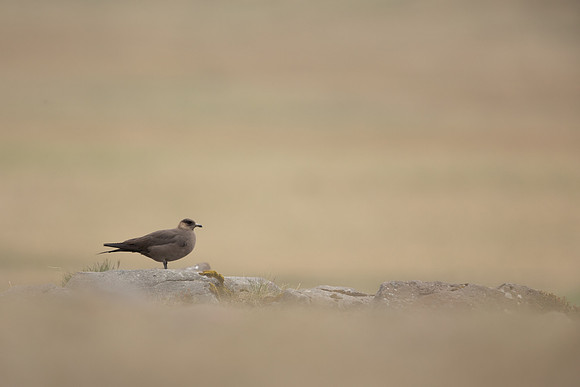 Arctic Skua,Snæfellsnes peninsula, Iceland, June 2022
