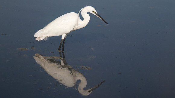 Little Egret, Oroklini Lake 2014