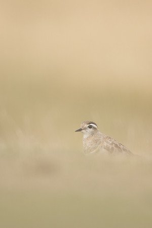Dotterel, Cleeve Common, September 2022