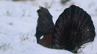 Capercaillie, Cairngorms, Scotland, Feb 2015