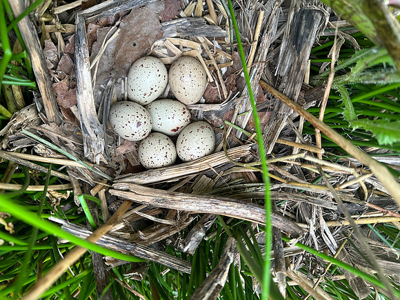 Common Moorhen, Rockhampton, April 2024