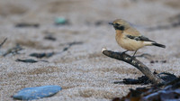 Desert Wheatear, Thurlestone, Devon, November 2016
