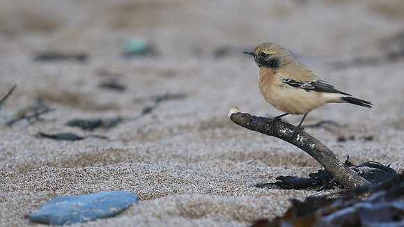 Desert Wheatear, Thurlestone, Devon, November 2016
