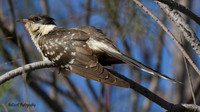 Great-spotted Cuckoo, Larnaca sewage works 2014