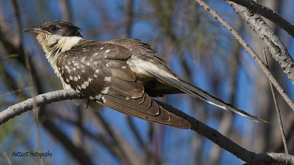 Great-spotted Cuckoo, Larnaca sewage works 2014