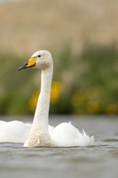 Whooper Swan, Snæfellsnes peninsula, Iceland, June 2022