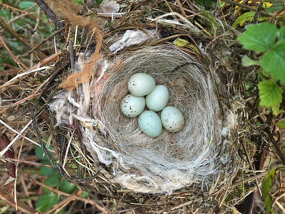 Linnet, OPS, April 2020