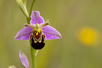Bee Orchid, Cleeve common, June 2024