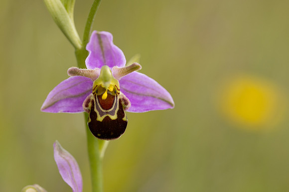 Bee Orchid, Cleeve common, June 2024