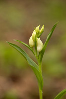White Helleborine, Yockletts Bank, May 2024
