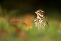 Redwing, Tockington, December 2022