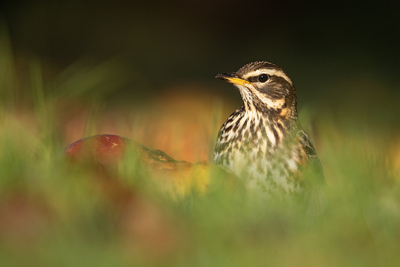 Redwing, Tockington, December 2022