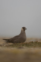 Arctic Skua,Snæfellsnes peninsula, Iceland, June 2022