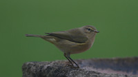 Chiffchaff, Tockington, September 2014.