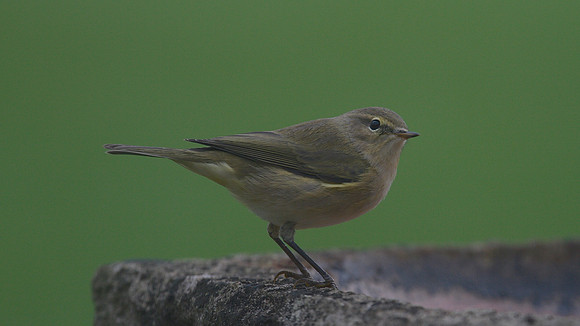 Chiffchaff, Tockington, September 2014.