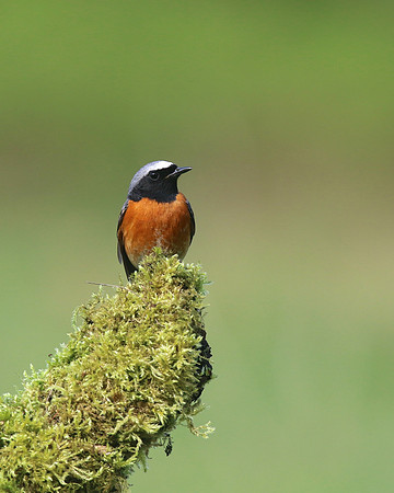 Redstart (Male) Thursley Common, May 2018