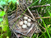 Common Moorhen, Rockhampton, April 2024