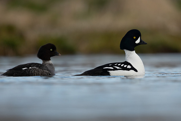 Barrows Goldeneye, River Laxa, Iceland, June 2022Barrows Goldeneye, River Laxa, Iceland, June 2022