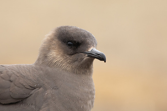 Arctic Skua,Snæfellsnes peninsula, Iceland, June 2022.
