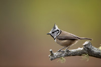 Crested Tit, Loch Morclich, February 2023