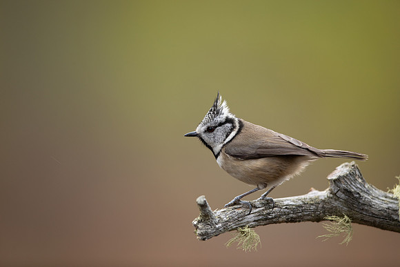 Crested Tit, Loch Morclich, February 2023