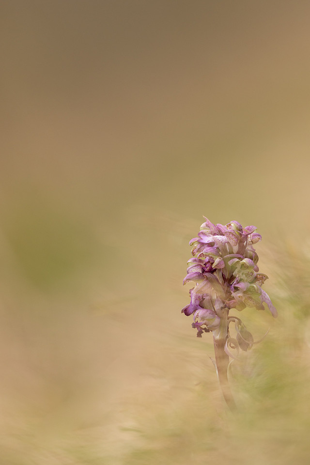 Giant Orchid, Oxfordshire, March 2024