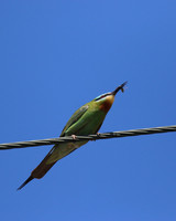 Blue-cheeked Bee-Eater, Larnaca, April 2016