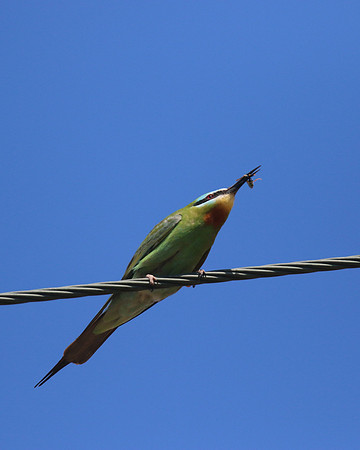 Blue-cheeked Bee-Eater, Larnaca, April 2016