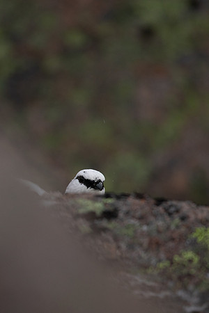 Ptarmigan, Cairngorms, January 2022