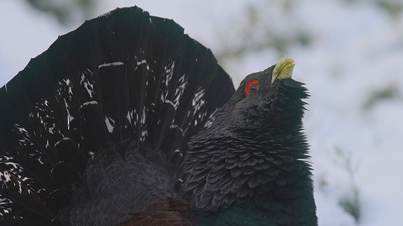 Capercaillie, Cairngorms, Scotland, Feb 2015
