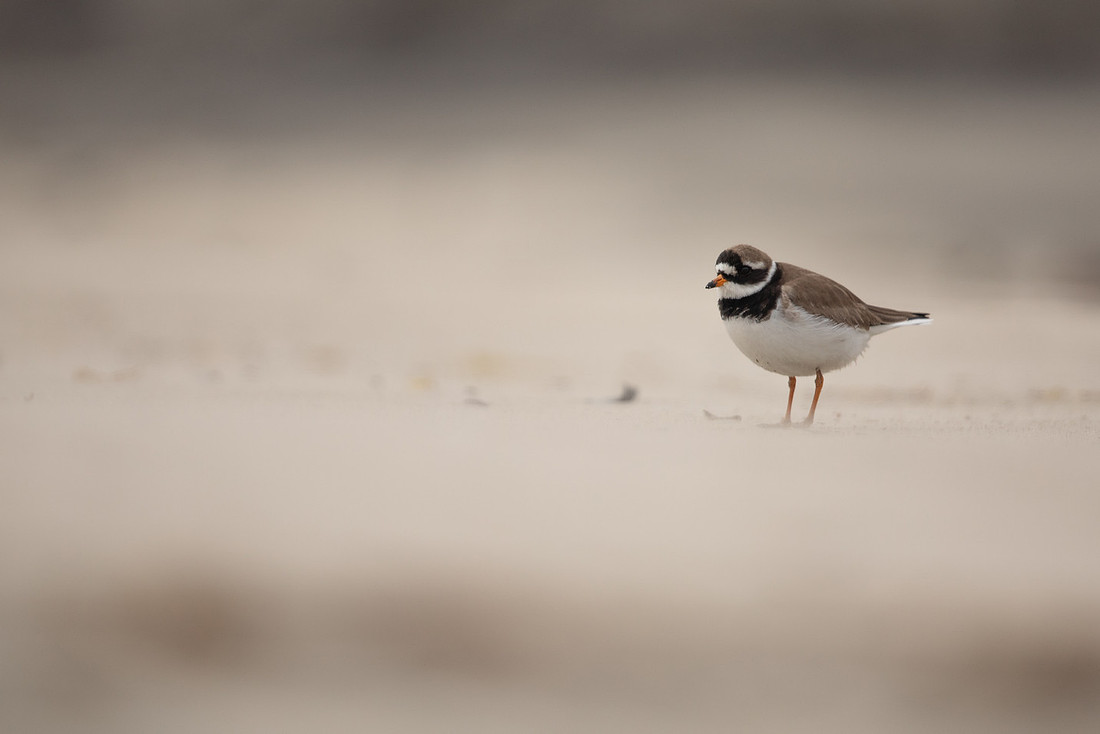 Ringed Plover, Raufarhofn, Iceland, June 2022