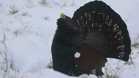 Capercaillie, Cairngorms, Scotland, Feb 2015