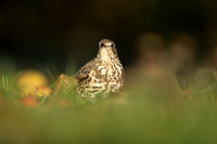 Mistle Thrush , Tockington, December 2022