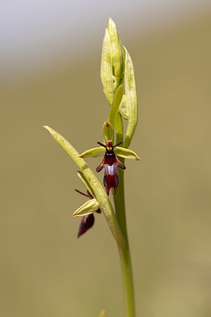 Fly Orchid, Selsey Common, May 2024