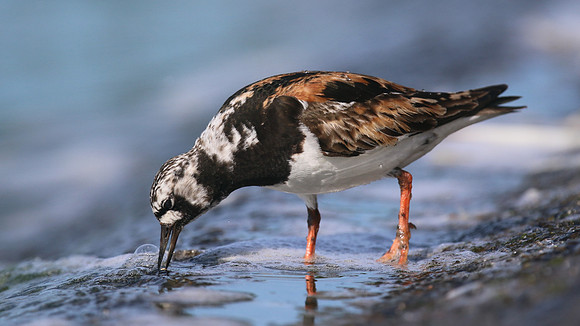 Turnstone, Farmoor Reservoir, August 2016