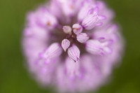 Miltary Orchid, Berkshire, May 2024