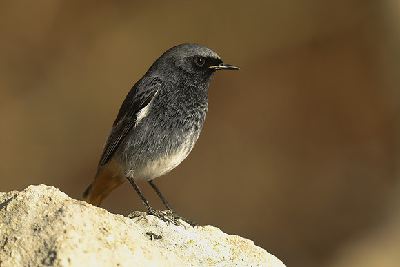 Black Redstart, Seaton, January 2020