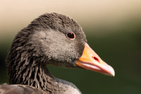 Greylag Goose