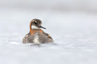 Red-necked Phalarope, Floi,  Iceland, June 2022