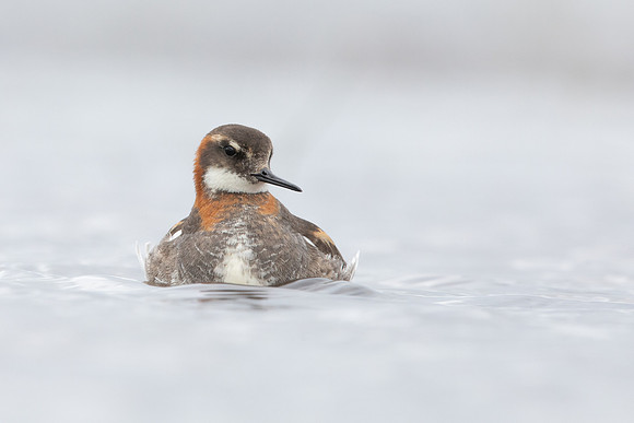 Red-necked Phalarope, Floi,  Iceland, June 2022
