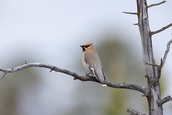 Waxwing, Svanvik, June 2023