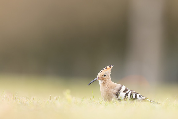 Hoopoe, Swansea, October 2024