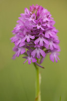 Pyramidal Orchid, Rudge Hill, June 2024