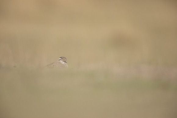 Dotterel, Cleeve Common, September 2022