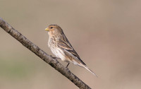 Twite, Aust Warth