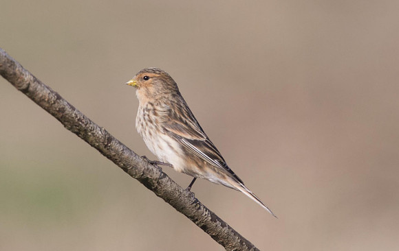 Twite, Aust Warth