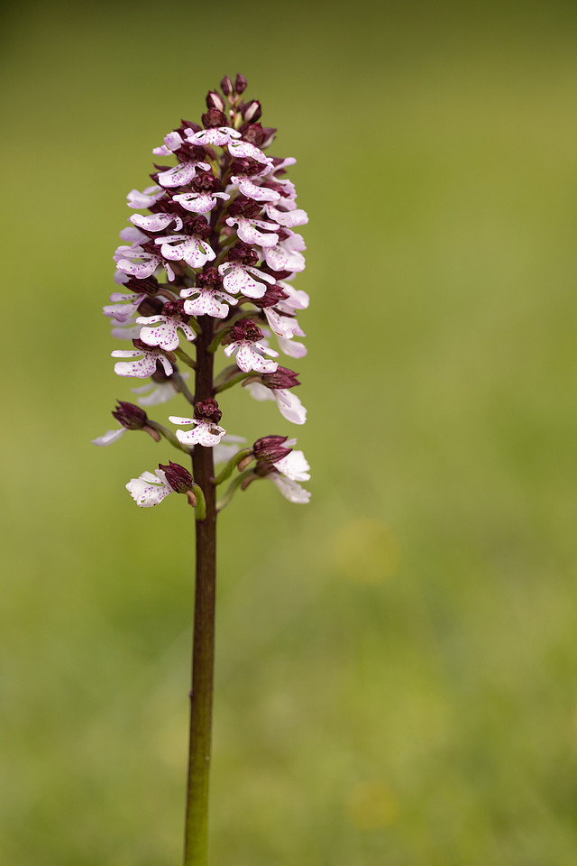 Lady Orchid, Kent, May 2024