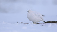 Ptarmigan