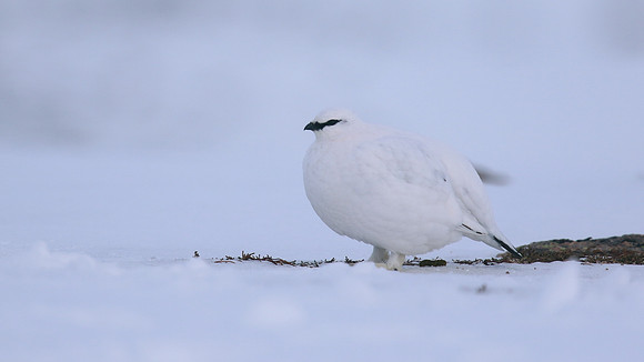 Ptarmigan, Cairngorms, Feb 2015.