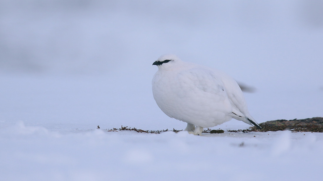 Ptarmigan, Cairngorms, Feb 2015.
